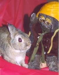 Photo of Rabbit and Bucko Beaver
